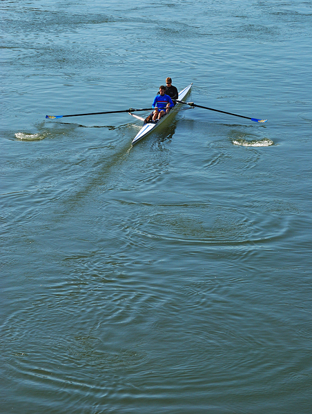 Araignée d'eau