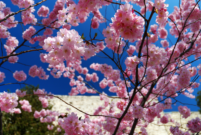 Vive le printemps !