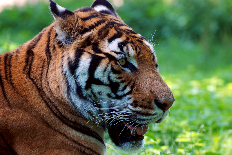 Tigre (2)