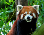 Panda rouge (9)