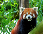 Panda rouge (10)